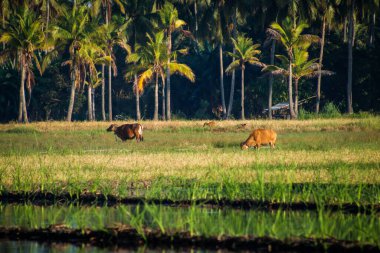 İnekler Asya 'da tarlada otluyor. Arka planda palmiye ağaçları