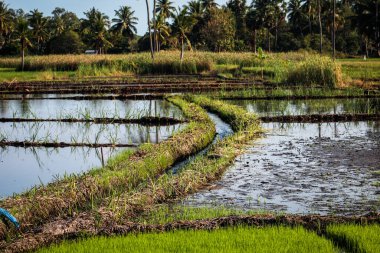 Endonezya 'daki çeltik tarlaları güneşli bir günde 
