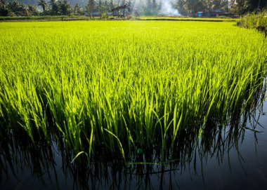 verimli tarım arazilerinde pirinç bitkileri