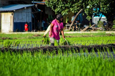 Çiftçiler pirinç tarlalarına pirinç ekiyor.