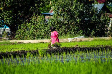 Çiftçiler pirinç tarlalarına pirinç ekiyor.