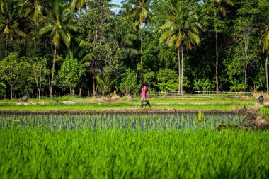 Çiftçiler pirinç tarlalarına pirinç ekiyor.
