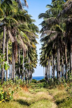 Büyük hindistan cevizi tarlaları, sırayla dikilmiş hindistan cevizi ağaçları, Endonezya hindistan cevizi tarlaları.