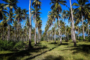 Büyük hindistan cevizi tarlaları, sırayla dikilmiş hindistan cevizi ağaçları, Endonezya hindistan cevizi tarlaları.