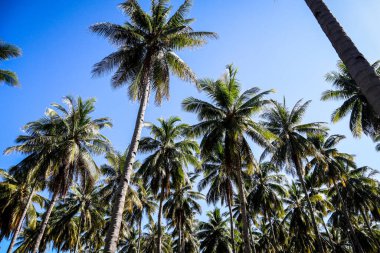 Büyük hindistan cevizi tarlaları, sırayla dikilmiş hindistan cevizi ağaçları, Endonezya hindistan cevizi tarlaları.