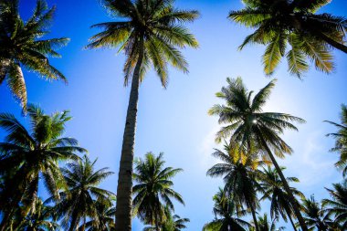 Büyük hindistan cevizi tarlaları, sırayla dikilmiş hindistan cevizi ağaçları, Endonezya hindistan cevizi tarlaları.