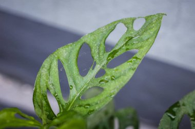 Monstera Adansonii ya da Monstera Obliqua bitkisi içi boş yaprak dokusuna sahip süs bitkisi.