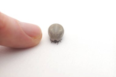 Beyaz arka planda insan serçe parmağının ucundaki şişmiş kenenin makro görüntüsü. Görünür kıllar, bacaklar ve toz. Sağlık, biyoloji ve veterinerlik için uygun..