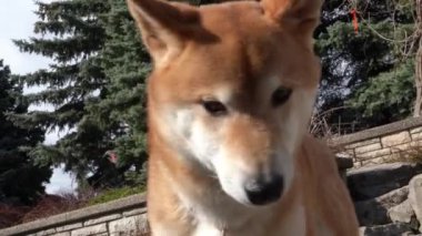 Meraklı Shiba Inu - Japon köpeği çevresini keşfediyor. 