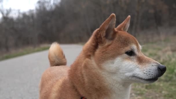 Shiba Inu Chiedendo Giro Piccolo Cane Giapponese Video — Video Stock