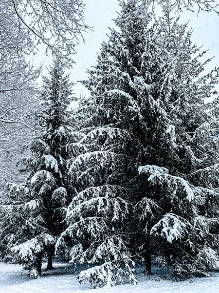 Winter Stilte Bos Sneeuw Winter — Stockfoto