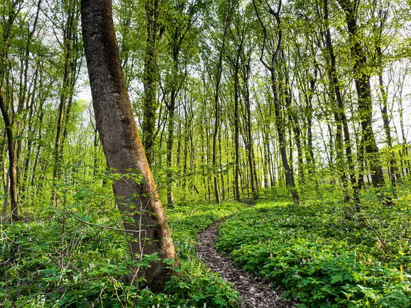 Landschap Met Uitzicht Het Bos Met Een Pad — Stockfoto
