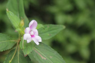 Üç kompozisyonda beyaz bir çiçeğe yaklaş