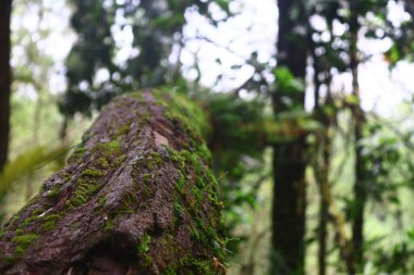 küflü ağaç kabuğunun detaylı, yakın çekim ve makro görüntüsü