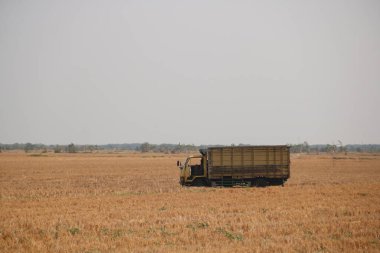 Pirinç tarlasının ortasına bakan sarı bir kamyon yayılmış bir ışıkta uzaklardan üçüncü bir kompozisyonda.