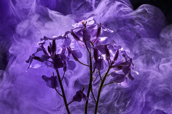 抽象紫色のライラックの背景と水に花や塗料 化粧品製品のバックアップ — ストック写真