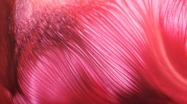 Soyut yaratıcı arka plan sıvı sanat, kontrast boya lekeleri ve lekeler, kırmızı alkol mürekkebi.