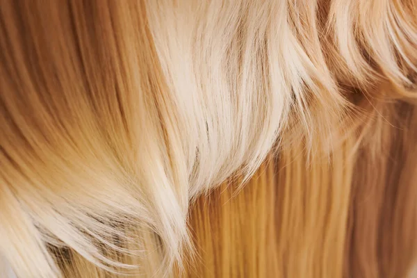 Yakın Çekim Desenli Saçlar Sarıya Boyanmış Tonlanmış Farklı Renk Arkaplanı — Stok fotoğraf