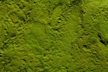 Dekoratif yeşil macun arka planı. Spatula ile doldurulmuş duvar dokusu, alçı üzerine kaotik çizgiler ve darbeler. Yaratıcı tasarım, taş desen, cemen