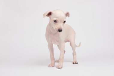 Beyaz stüdyo arka planında izole edilmiş şirin İtalyan tazı yavrusu portresi. Küçük av köpeği beyaz bej kolo