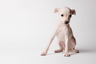 Beyaz stüdyo arka planında izole edilmiş şirin İtalyan tazı yavrusu portresi. Küçük av köpeği beyaz bej kolo