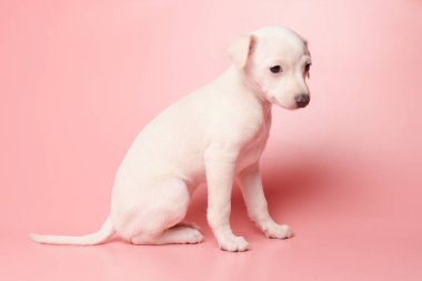 Pembe stüdyo arka planında izole edilmiş şirin İtalyan tazı yavrusu portresi. Küçük av köpeği beyaz bej kolo