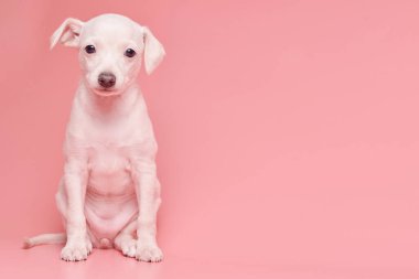 Pembe stüdyo arka planında izole edilmiş şirin İtalyan tazı yavrusu portresi. Küçük av köpeği beyaz bej kolo