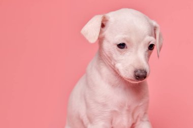 Pembe stüdyo arka planında izole edilmiş şirin İtalyan tazı yavrusu portresi. Küçük av köpeği beyaz bej kolo