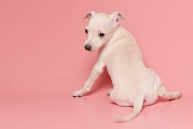 Pembe stüdyo arka planında izole edilmiş şirin İtalyan tazı yavrusu portresi. Küçük av köpeği beyaz bej kolo