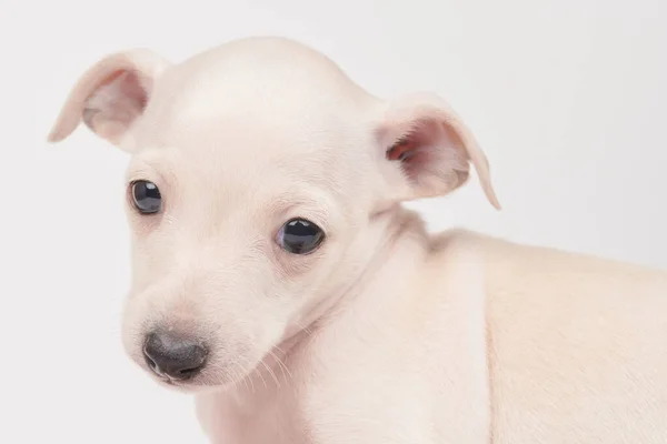 可爱的意大利灰狗的肖像 在白色的工作室背景上被隔离 小猎犬狗 白色米黄色科洛 — 图库照片
