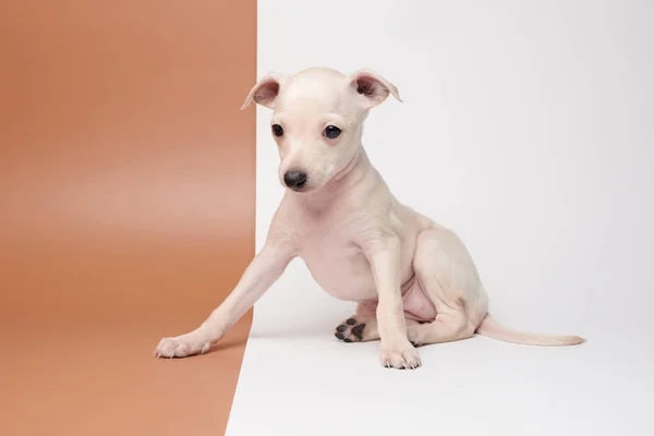 Portrait Cute Italian Greyhound Puppy Isolated White Brown Studio Background — Stock Photo, Image