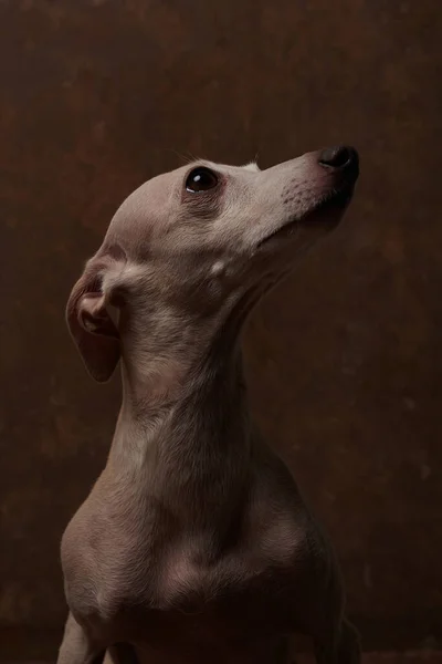 Retrato Cão Greyhound Italiano Cor Marrom Posando Isolado Fundo Estúdio — Fotografia de Stock