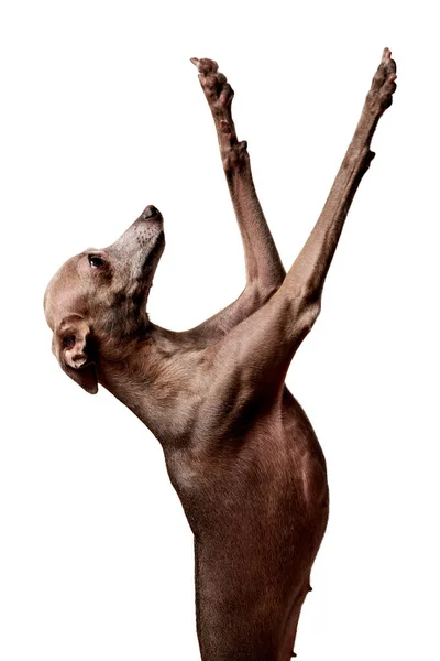 Portrait Italian Greyhound Dog Brown Color Posing Paws Isolated White — Stock Photo, Image