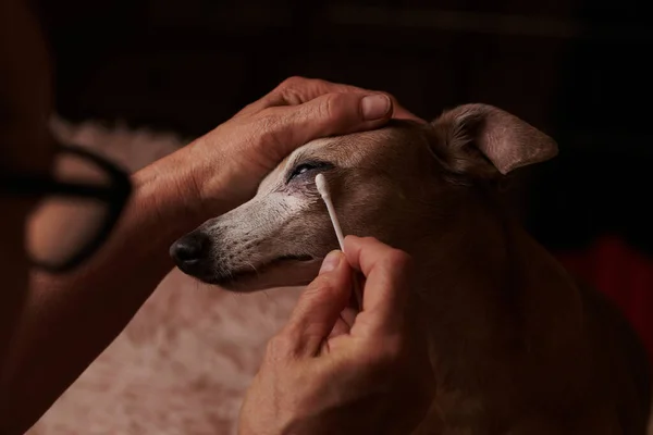 Portrait Italian Greyhound Owner Cleans Eyes Dog Cotton Swa — Stock Photo, Image