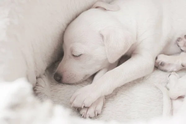 Porträt Zweier Süßer Italienischer Windhunde Die Weißen Hundebett Liegen Kleine — Stockfoto