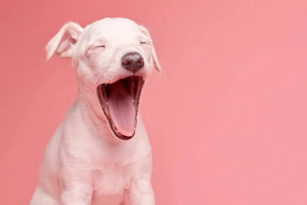 Portrait Cute Italian Greyhound Puppy Yawning Isolated Pink Studio Background — Stock Photo, Image