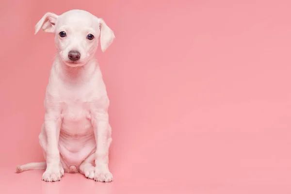 Portrait Cute Italian Greyhound Puppy Isolated Pink Studio Background Small — Stock Photo, Image