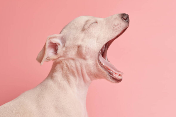 Portrait of cute Italian Greyhound puppy yawning isolated on pink studio background. Small sleepy beagle dog white beige colo