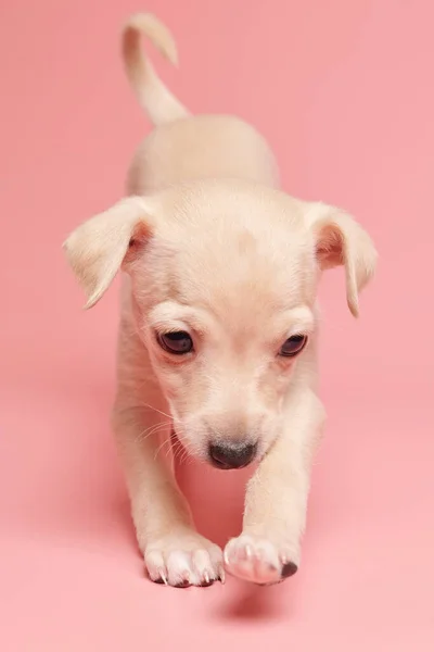 Retrato Lindo Cachorro Galgo Italiano Aislado Sobre Fondo Estudio Rosa —  Fotos de Stock