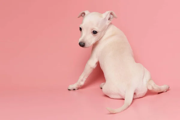Portrait Cute Italian Greyhound Puppy Isolated Pink Studio Background Small — Stock Photo, Image