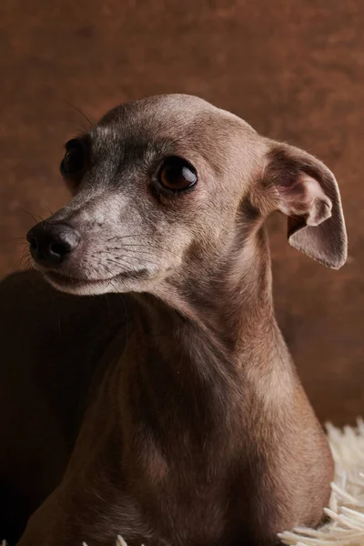 Portret Włoskiego Psa Rasy Greyhound Brązowy Pozowanie Puszysty Dywan Studio — Zdjęcie stockowe