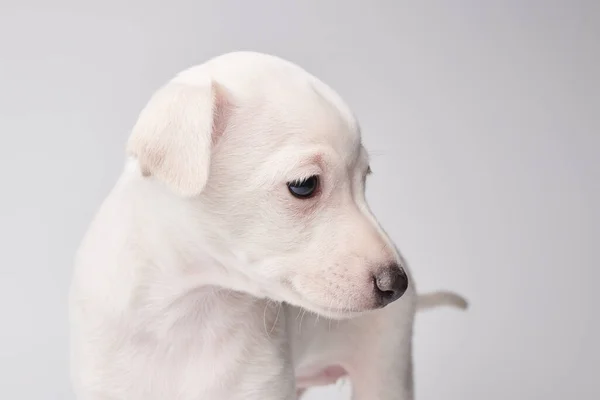 Retrato Cachorro Bonito Italiano Greyhound Isolado Fundo Estúdio Branco Pequeno — Fotografia de Stock