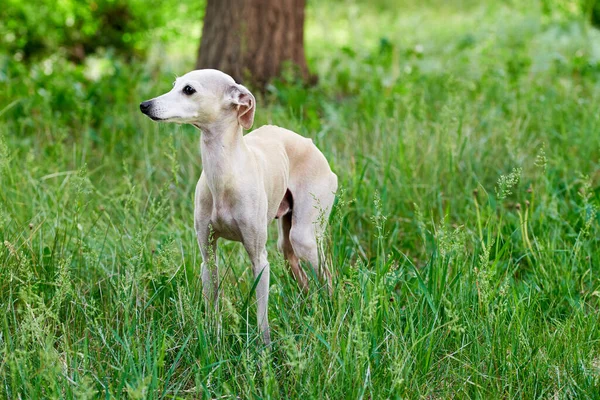 Portret Van Italiaanse Greyhound Mannelijke Hond Wandelen Groen Grasveld — Stockfoto