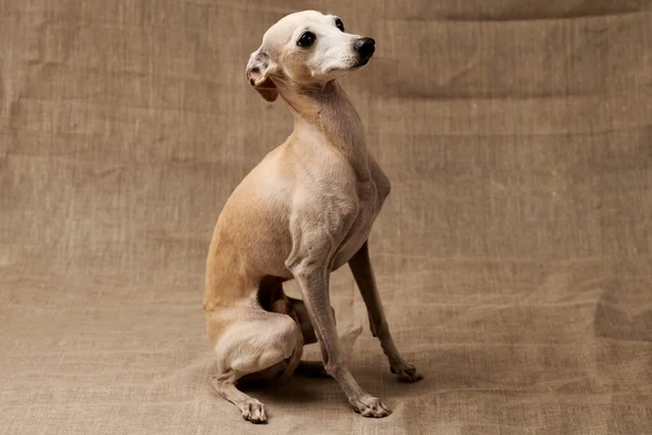Portrait Italian Greyhound Male Dog Posing Isolated Beige Studio Background — Stock Photo, Image