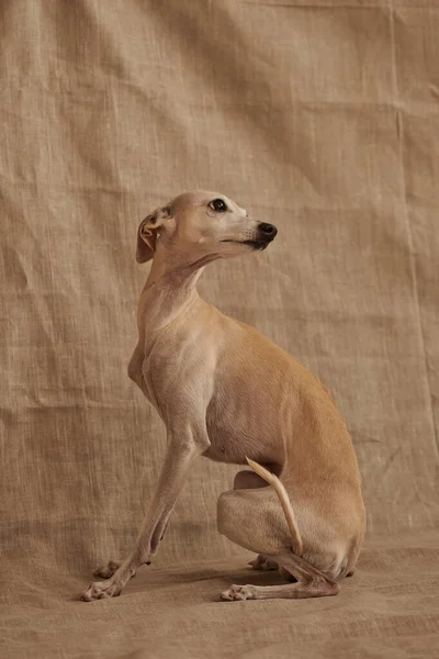 Retrato Perro Macho Galgo Italiano Posando Aislado Sobre Fondo Beige — Foto de Stock