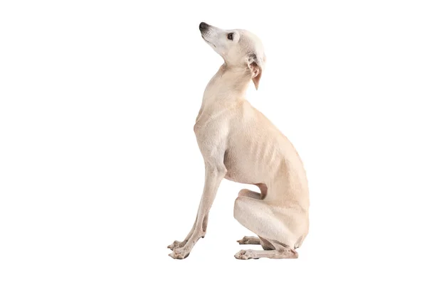 Portrait Italian Greyhound Male Dog Posing Isolated White Studio Background — Stock Photo, Image