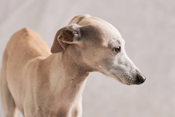 Портрет Итальянской Собаки Грейхаунд Позирующей Изолированно Белом Фоне Студии — стоковое фото