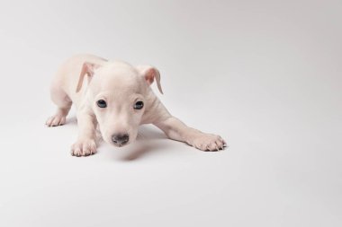 Beyaz stüdyo arka planında izole edilmiş şirin İtalyan tazı yavrusu portresi. Küçük av köpeği beyaz bej kolo