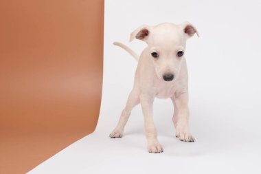 Beyaz kahverengi stüdyo arka planında izole edilmiş şirin İtalyan tazı yavrusu portresi. Küçük av köpeği beyaz bej kolo