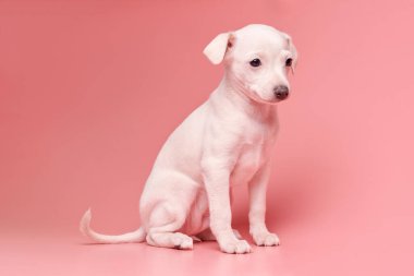 Pembe stüdyo arka planında izole edilmiş şirin İtalyan tazı yavrusu portresi. Küçük av köpeği beyaz bej kolo